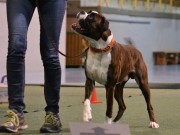 Horten 05.05.2018 - Nilas av Boxerhuset - Rallylydighet klasse 1 