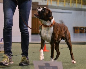 Nilas Av Boxerhuset 2018-2