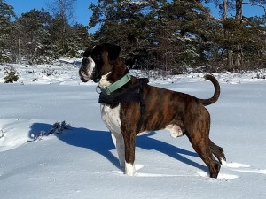 Sandro vinter 2018