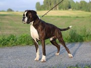 Bø i Telemark 17.02.2018 - Boxers Bonito Rocky - Res. Nordic Cert - Norsk Utstillingschampion