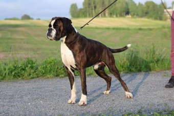 Boxers Bonito Rocky N UCH