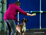 Varhaug 25.03.2018 - Birkeboxer Othello - CERT 2.BHK