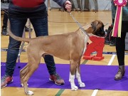 Varhaug 24.03.2018 - Bebeboxer's Best Friends Forever - BIR Valp