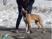 Kristiansand 18.03.2018 - Bebeboxer's Best Friends Forever - BIM Valp