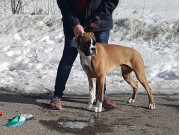 Varhaug 25.03.2018 - Bebeboxer's Best Friends Forever - BIM Valp