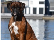 Drammen Hundepark 08.04.2018 - Bricilla's Brace Height - Rallylydighet klasse 1