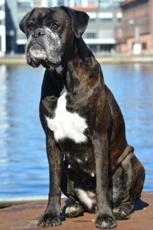 Handler's Pralin sommer 17