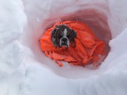 Tyin 11. - 18. mars 2018 - Boxerhaven's Lambda - Lavine klasse C - Bestått