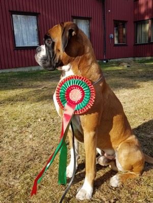 Birkeboxer Othello N UCH