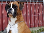 Dal 29.04.2018 - Birkeboxer Othello - BIM