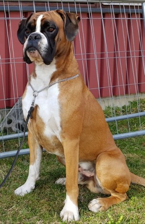 Birkeboxer Othello 280418-2