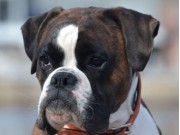 Magnor/Porsgrunn juni 2017 - juni 2019 - Nilas av Boxerhuset - Norsk Boxerklubbs Dressurplakett