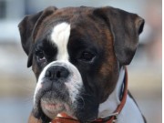 Kragerø 28.04.2018 - Nilas av Boxerhuset - Mentalbeskrivelse MH