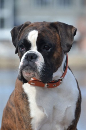 Nilas Av Boxerhuset mars2018