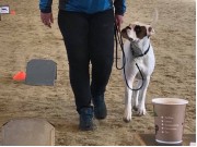 Mosjøen 22.04.2018 - Nobel av Boxerhuset - Rallylydighet klasse 1