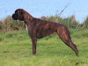 Szczecin, Polen 01.07.2018 - Portofino Nostrum - CERT 2.BTK Res.CACIB