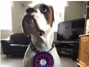 Mosjøen 21.04.2018 - Nobel av Boxerhuset - Rallylydighet klasse 1