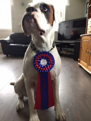 Nobel av Boxerhuset RallyApril