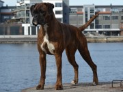 Horten 05.05.2017 - Bricilla's Brace Height - Rallylydighet klasse 1