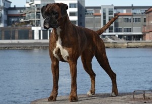 Bricilla's Brace Height - 4