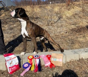 Birkeboxer Quinto 120518