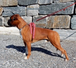 Miller av Boxerhuset 270618