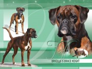 Nome 08.05.2019 - Bricilla's Brace Height - 1. premie Blodspor Norsk Viltspor Champion