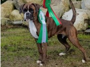 Orre 15.09.2018 - G & T-hjertebo's Orlanda - CACIB BIM Norsk Utstillingschampion