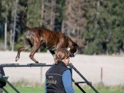 Karlstad, Sverige 22.09.2018 - Engelaiz Valpolicella - Spor A - Elite - Godkjent