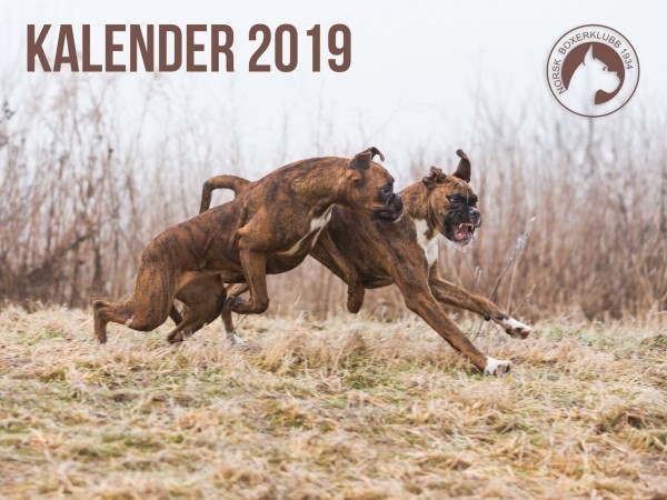 Boxerkalender2018
