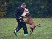 Recklinghausen Herne, Tyskland 04.11.2018 - Von Ellinghaus Bozzz - Körung B Bestått