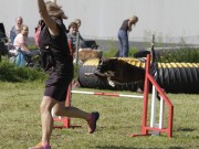 Kløfta 10.11.2018 - Venceremos Arco Erato - Agility hopp klasse 1