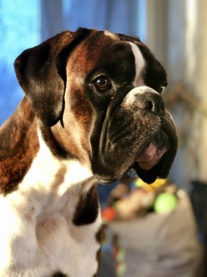 Birkeboxer Quince 160918