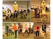 Norsk Boxerklubb sin dobbeltutstilling i Drammen Hundepark 10. - 11. februar - BIR/BIM Valp og BIR Veteran