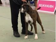 Lillestrøm 16.11.2018 - Human Boxers Femme Fatale - CK 4.BTK Nordisk Veteranvinner 2018