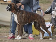 Horten 26.08.2018 - Kronion's Josephine - CERT 3.BTK