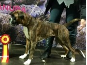 Kristiansand 16.03.2019 - Kronion's Josephine - CERT BIR 3.BIG