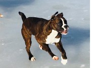 Solbergelva, Drammen Hundepark 10.02.2019 - Kronion's Kallista - BIM VALP