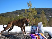 Porsgrunn 30.03.2019 - MossBox Amazing Grace - BIR Valp - 1.BIG - 3.BIS 