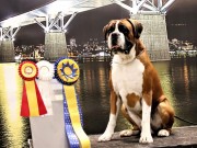 Sundsvall, Sverige 19.04.2019 - Napmary's Incredible Dream - BIR CACIB Svensk Vinner 2019