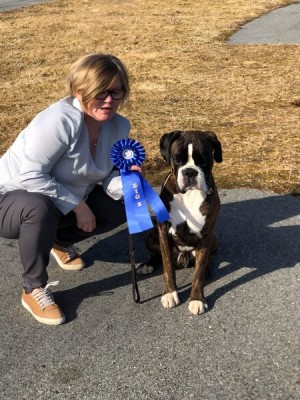 Birkeboxer Quinto 260419
