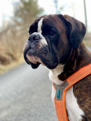 Birkeboxer Quince MH