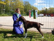 Roskilde, Danmark 11.05.2019 - Nils av Boxerhuset - CERT CACIB BIM Dansk Champion