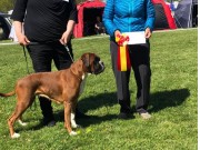 Roskilde, Danmark 11.05.2019 - Kronion's Dixi Darling - CACIB BIR Internasjonal Championat