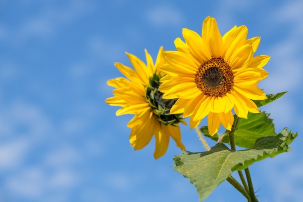 sunflower-4298808_1280