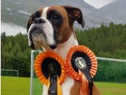 Skjomen 24.08.2019 - Nashira av Boxerhuset - Agility hopp kl. 1 - Excellent