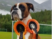 Skjomen 25.08.2019 - Nashira av Boxerhuset - Agility hopp kl 1 - Very Good