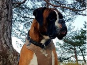 Varhaug 14.04.2019 - Birkeboxer Othello - BIM 