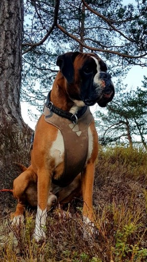 Birkeboxer Othello 140419