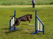 Kløfta 02.11.2019 - Venceremos Arco Erato - Agility hopp kl. 1 - Excellent 